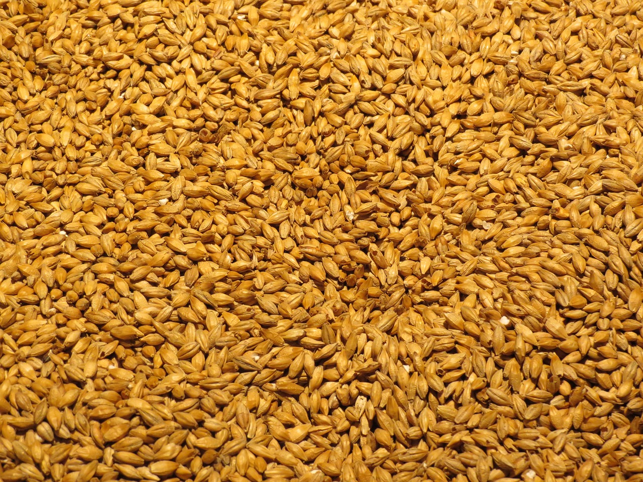 GAMBRINUS HONEY MALT