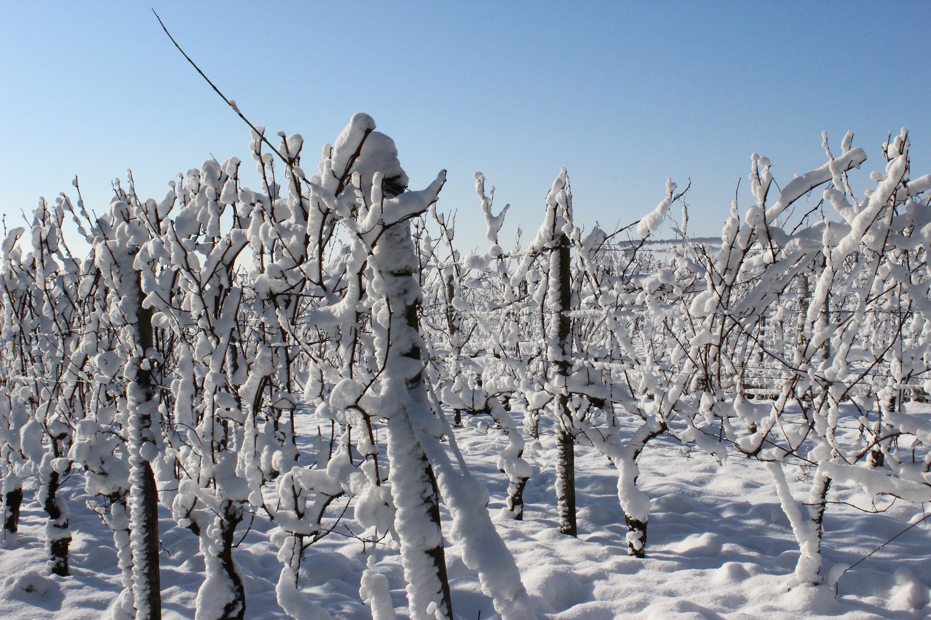 PURE NIAGARA RIESLING ICE WINE (LIMITED RELEASE)