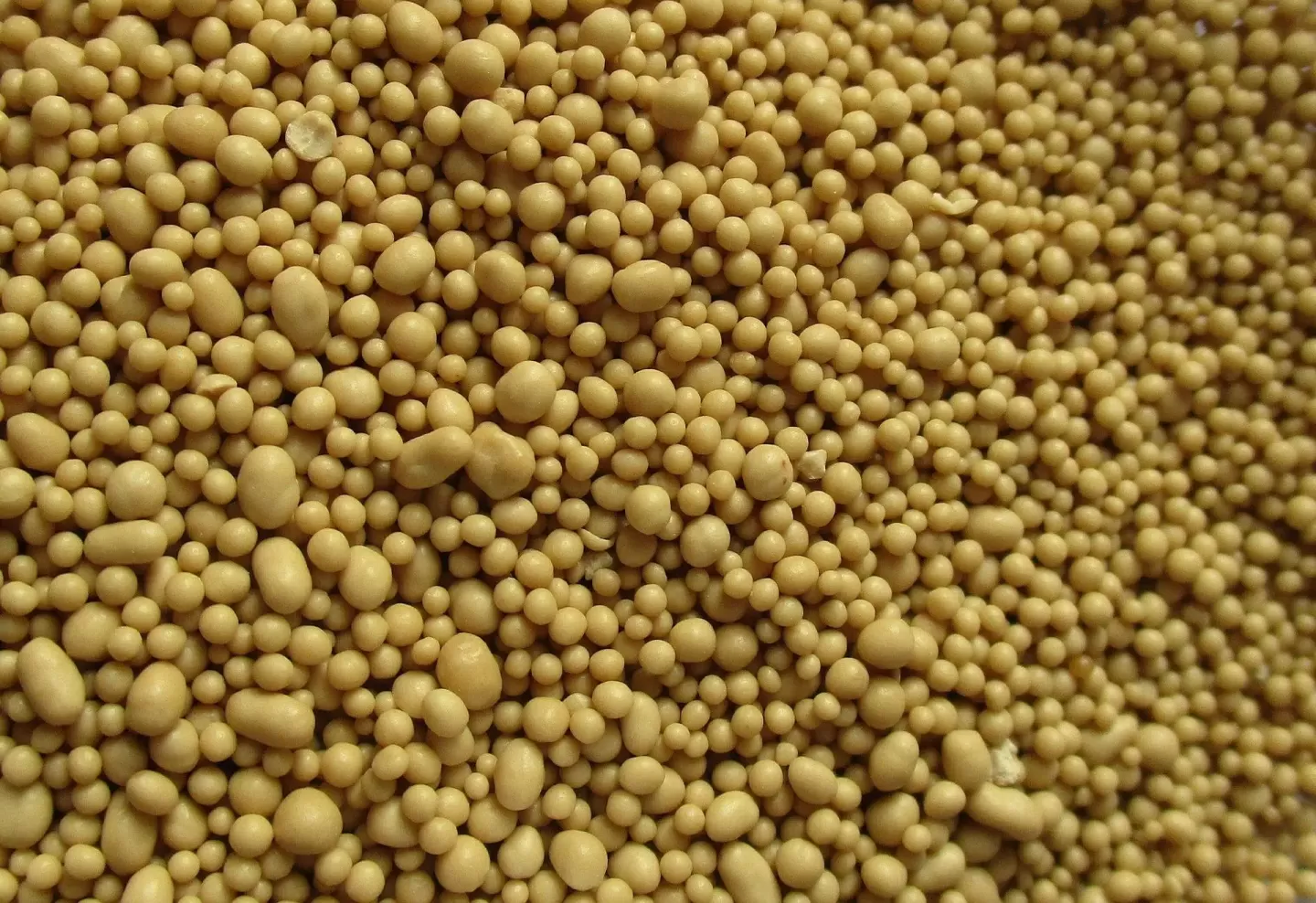 DRY YEAST - CALIFORNIA LAGER M54
